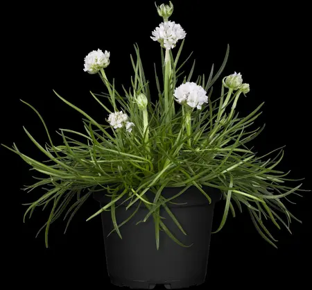Armeria maritima - 2 Ltr pot - image 4