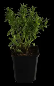 Aster dumosus - P9 - image 3