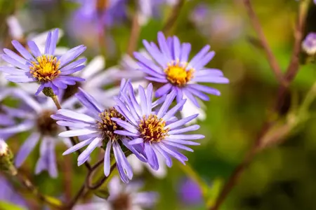 Aster macrophyllus 'Twilight' - P9 - image 3