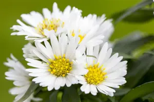Aster n.-b. 'White Ladies'