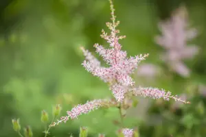 Astilbe (S) 'Hennie Graafland' - P9