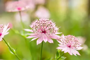 Astrantia maj. 'Roma' - 2 Ltr pot - image 2