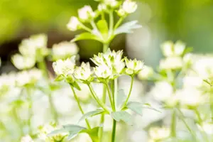 Astrantia maj. 'Star of Billion'? - P9 - image 2