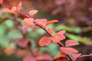 Berberis ott. 'Superba' - 20-25 CM P9 - image 3