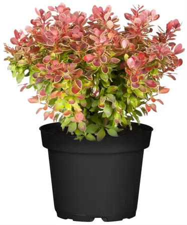 Berberis thunb. 'Admiration'? - 20-25 CM C2 - image 3