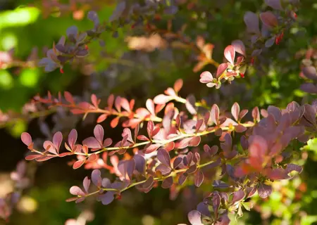 Berberis thunb. 'Atropurpurea' - 15-20 CM P9 - image 2