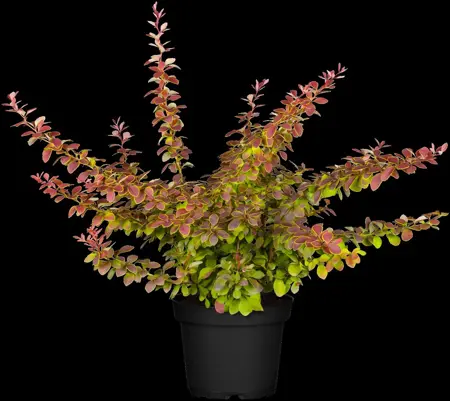 Berberis thunb. 'Golden Ghost' - P9 - image 5