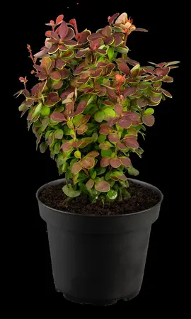 Berberis thunb. 'Lutin Rouge'? - 2 Ltr pot - image 5