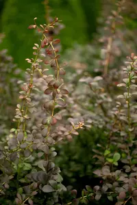 Berberis thunb. 'Pink Bird' - 20-25 CM P9 - image 2