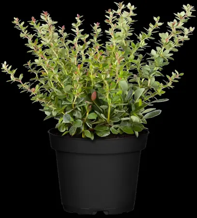 Berberis thunbergii - 15-20 CM C1 - image 4