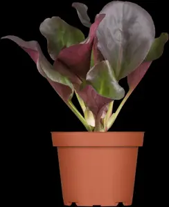 Bergenia cordifolia 'Eroica' - 2 Ltr pot - image 1