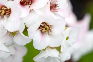 Bergenia 'Jelle'? - P9 - image 3