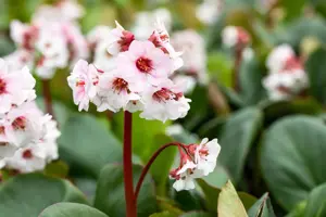Bergenia 'Silberlicht' - P9