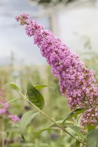 Buddleja dav. 'Pink Delight' - 2 Ltr pot - image 2
