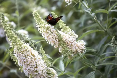 Buddleja dav. 'White Profusion' - 1.5 Ltr pot - image 1