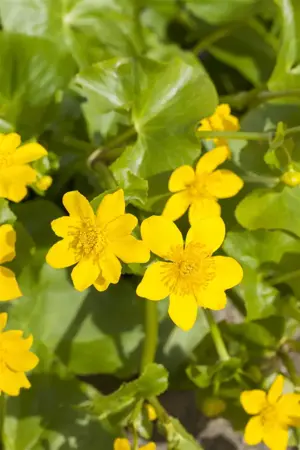 Caltha palustris - P9 - image 3