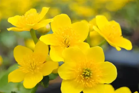 Caltha palustris - P9 - image 1