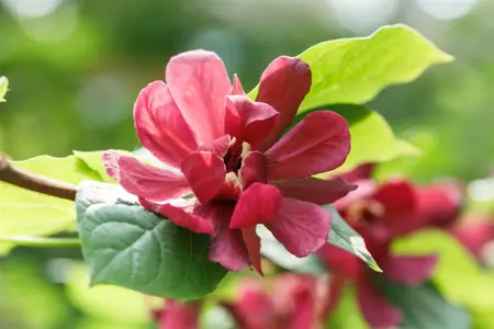 Calycanthus raul. 'Hartlage Wine' - 80-90 CM C10 - image 1