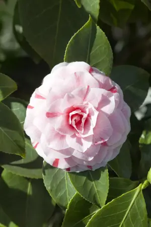 Camellia 'Pink Icicle' - P9 - image 1