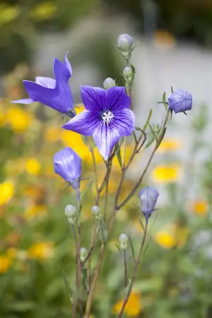 Campanula persicifolia - P11 - image 3