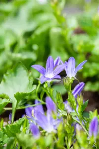 Campanula posch. 'Stella' - 2 Ltr pot - image 3