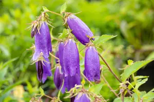 Campanula 'Sarastro' - 2 Ltr pot - image 2