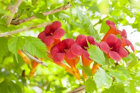 Campsis radicans - P9 + cane - image 4