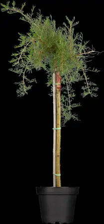 Caragana arborescens 'Pendula' - 1/2 STDS C10