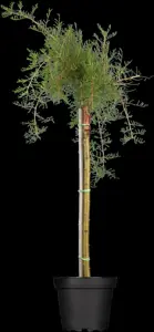 Caragana arborescens 'Pendula' - 1/2 STDS C10