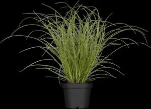 Carex brunnea 'Jubilo'? - P8 - image 2