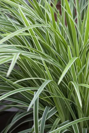 Carex morrowii 'Ice Dance' - C1 - image 1