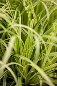 Carex osh. 'Evergold'