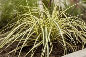 Carex osh. 'Everoro'