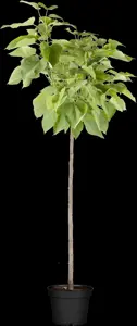 Catalpa bignonioides 'Nana' - 60 CM STEM C4 - image 2