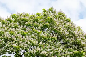 Catalpa bungei - 1/2 STDS C15 - image 4