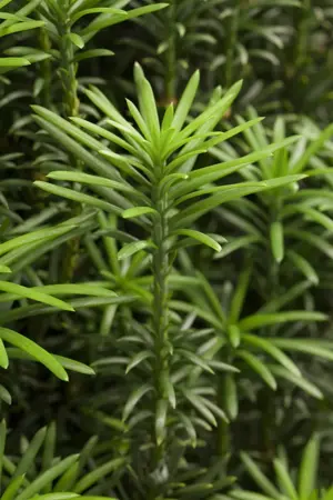 Cephalotaxus h. 'Fastigiata' - 3 Ltr pot - image 1