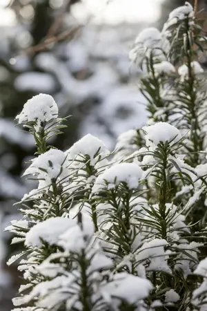 Cephalotaxus h. 'Fastigiata' - 3 Ltr pot - image 5