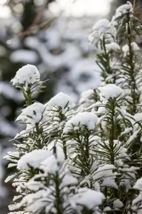 Cephalotaxus h. 'Fastigiata' - 3 Ltr pot - image 5