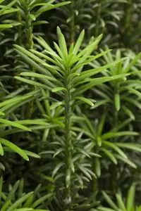 Cephalotaxus h. 'Fastigiata' - 60-70 CM C15 - image 5