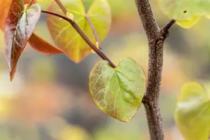 Cercis canadensis 'Merlot' - 125-150 CM C45 - image 4