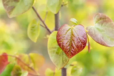 Cercis canadensis 'Merlot' - 125-150 CM C45 - image 5