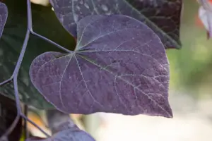 Cercis canadensis 'Ruby Falls' - 150-175 CM C18 - image 5