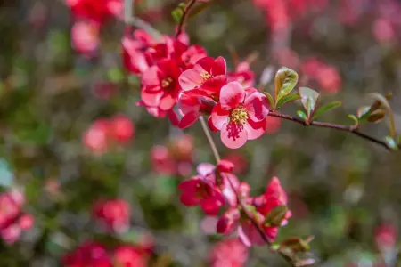 Chaenomeles sup. 'Texas Scarlet' - P10.5