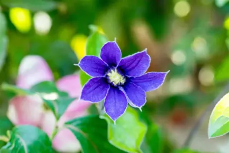Clematis 'Arabella' - 2 Ltr, 4 canes - image 2