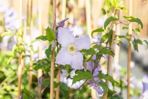 CLEMATIS BLUE ANGEL 2LD (Blekitny Aniol) - image 4