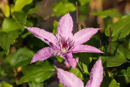 Clematis 'Hagley Hybrid' - 80-100 CM C2 - image 3
