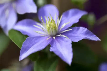 Clematis 'Justa' - 2 Ltr, single cane - image 1