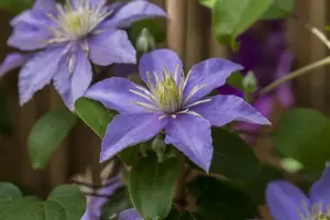 Clematis 'Justa' - 2 Ltr, single cane - image 2
