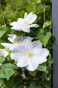 Clematis 'Miss Bateman' - 80-100 CM C2 - image 4
