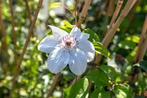 Clematis 'Miss Bateman' - 2 Ltr, 4 canes - image 5